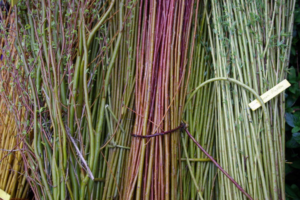 Récolte des osiers à Rouvroy